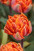 CHENIES MANOR, BUCKINGHAMSHIRE: APRIL, TULIPS, BULBS, ORANGE FLOWERS OF TULIPA ORANGE PRINCESS