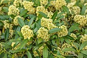 CHENIES MANOR, BUCKINGHAMSHIRE: APRIL, CREAMY YELLOW FLOWERS, BLOOMS, FLOWERING, BLOOMING, BLOSSOM OF SKIMMIA X CONFUSA KEW GREEN, EVERGREEN, SHRUB, SCENTED, FRAGRANT