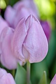 THE LASKETT, HEREFORDSHIRE: APRIL, PALE PINK, LILAC FLOWERS OF TULIPA CANDY PRINCE, BULBS, TULIPS