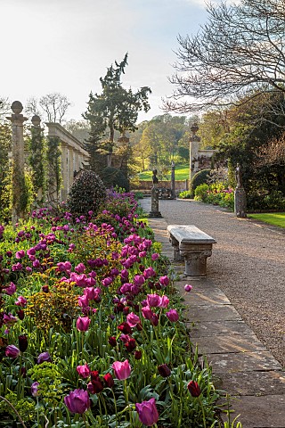 IFORD_MANOR_WILTSHIRE_APRIL_SUNSET_TERRACE_CLASSICAL_GARDEN_STATUES_BENCHES_SEATS_TULIPS_ITALIANATE_