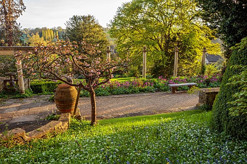 IFORD_MANOR_WILTSHIRE_APRIL_SUNSET_TERRACE_CLASSICAL_GARDEN_URNS_CONTAINERS_CHERRY_TULIPS_ITALIANATE