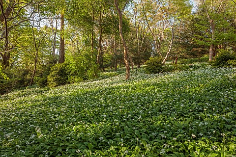 IFORD_MANOR_WILTSHIRE_APRIL_WOODLAND_WILD_GARLIC_CARPETS_SHEETS_DRIFTS_WHITE_FLOWERS_BLOOMS_OF_ALLIU