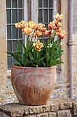 IFORD MANOR, WILTSHIRE: APRIL: TERRACOTTA CONTAINER WITH TULIPS, TULIPA LA BELLE EPOQUE, BULBS