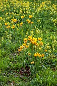 EVENLEY WOOD GARDEN, NORTHAMPTONSHIRE: APRIL, MEADOW PLANTING OF COWSLIPS AND WILD TULIP, TULIPA SYLVESTRIS, NATURALISED, YELLOW, FLOWERS, BLOOMS, FLOWERING, BLOOMING