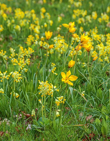EVENLEY_WOOD_GARDEN_NORTHAMPTONSHIRE_APRIL_MEADOW_PLANTING_OF_COWSLIPS_AND_WILD_TULIP_TULIPA_SYLVEST