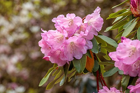 EVENLEY_WOOD_GARDEN_NORTHAMPTONSHIRE_APRIL_PINK_FLOWERS_BLOOMS_OF_RHODODENDRON_NAOMI_GROUP_SHRUBS