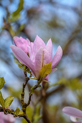 EVENLEY_WOOD_GARDEN_NORTHAMPTONSHIRE_APRIL_PINK_CREAM_FLOWERS_BLOOMS_OF_MAGNOLIA_PINKIE_TREES