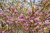 EVENLEY WOOD GARDEN, NORTHAMPTONSHIRE: APRIL, PINK, CREAM FLOWERS, BLOOMS OF MAGNOLIA ANNE, TREES