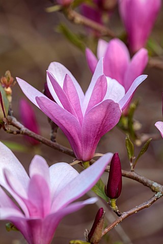 EVENLEY_WOOD_GARDEN_NORTHAMPTONSHIRE_APRIL_PINK_CREAM_FLOWERS_BLOOMS_OF_MAGNOLIA_ANNE_TREES