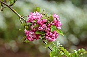 EVENLEY WOOD GARDEN, NORTHAMPTONSHIRE: APRIL, PINK BLOSSOM, FLOWERS, BLOOMS OF CRAB APPLE, MALUS MAGDEBURGENSIS, TREES