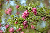 EVENLEY WOOD GARDEN, NORTHAMPTONSHIRE: APRIL, PINK BLOSSOM, FLOWERS, BLOOMS OF CRAB APPLE, MALUS MAGDEBURGENSIS, TREES