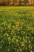 FIELD OF COWSLIPS, NATURALISED, NATURALIZED, YELLOW FLOWERS, PRIMULA VERIS