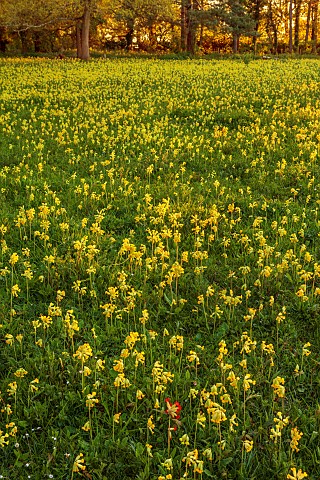 FIELD_OF_COWSLIPS_NATURALISED_NATURALIZED_YELLOW_FLOWERS_PRIMULA_VERIS