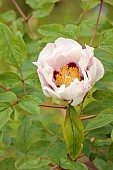 THE MANOR HOUSE STEVINGTON, BEDFORDSHIRE: FLOWERS OF PEONY, PEONIES, PAEONIA, APRIL
