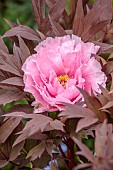 THE MANOR HOUSE STEVINGTON, BEDFORDSHIRE: FLOWERS OF PEONY, PEONIES, PAEONIA, APRIL