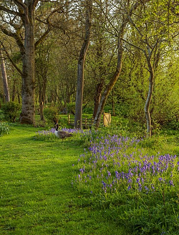 FOSCOTE_MANOR_BUCKINGHAMSHIRE_APRIL_SPRING_BLUEBELLS_AND_CANADA_GEESE
