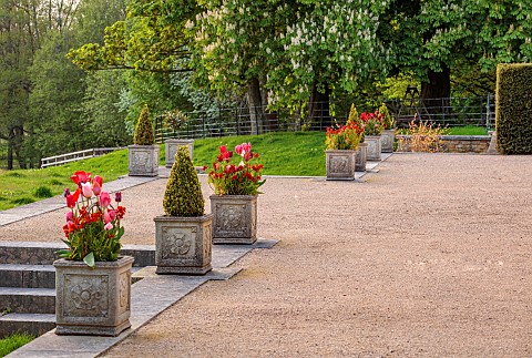 FOSCOTE_MANOR_BUCKINGHAMSHIRE_APRIL_SPRING_TULIPS_IN_STONE_CONTAINERS_ON_TERRACE