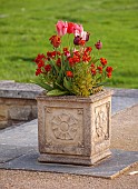 FOSCOTE MANOR, BUCKINGHAMSHIRE: APRIL, SPRING, TULIPS IN STONE CONTAINERS ON TERRACE