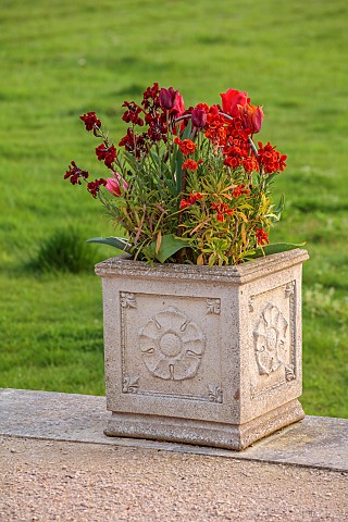 FOSCOTE_MANOR_BUCKINGHAMSHIRE_APRIL_SPRING_TULIPS_IN_STONE_CONTAINERS_ON_TERRACE