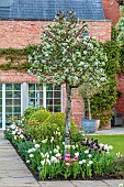 MORTON HALL GARDENS, WORCESTERSHIRE: MAY, SPRING, COUNTRY, GARDEN, SOUTH GARDEN, BORDER WITH TULIPS AND PYRUS SILVER SAILS, BLOSSOM