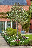 MORTON HALL GARDENS, WORCESTERSHIRE: MAY, SPRING, COUNTRY, GARDEN, SOUTH GARDEN, BORDER WITH TULIPS AND PYRUS SILVER SAILS, BLOSSOM
