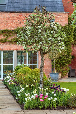 MORTON_HALL_GARDENS_WORCESTERSHIRE_MAY_SPRING_COUNTRY_GARDEN_SOUTH_GARDEN_BORDER_WITH_TULIPS_AND_PYR
