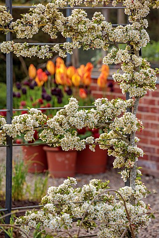 MORTON_HALL_GARDENS_WORCESTERSHIRE_WHITE_FLOWERS_BLOOMS_BLOSSOM_OF_MALUS_SARGENTII_TINA_IN_THE_KITCH