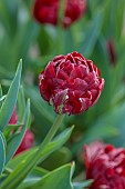 MORTON HALL GARDENS, WORCESTERSHIRE: RED FLOWERS, BLOOMS OF TULIP, TULIPA UNCLE TOM, MAY, SPRING, BULBS, FLOWERING, BLOOMS