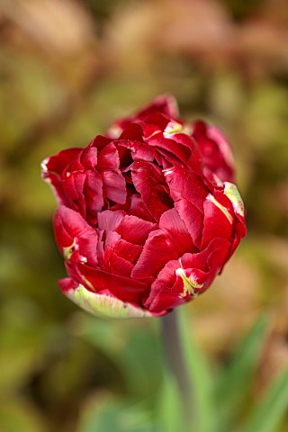 MORTON_HALL_GARDENS_WORCESTERSHIRE_RED_FLOWERS_BLOOMS_OF_TULIP_TULIPA_UNCLE_TOM_MAY_SPRING_BULBS_FLO