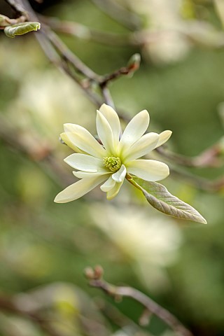 MORTON_HALL_WORCESTERSHIRE_CLOSE_UP_OF_WHITE_FLOWERS_OF_MAGNOLIA_GOLD_STAR_FLOWERING_TREES_BLOSSOMS_