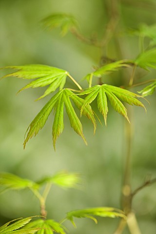 BROUGHTON_GRANGE_OXFORDSHIRE_THE_WOODLAND_GARDEN_MAY_SPRING_GREEN_LEAVES_FOLIAGE_OF_MAPLES_ACER_PALM
