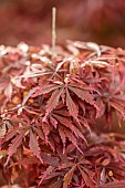 BROUGHTON GRANGE, OXFORDSHIRE: THE WOODLAND GARDEN, MAY, SPRING, RED LEAVES, FOLIAGE OF MAPLES, ACER PALMATUM JERRE SCHWARTZ, TREES