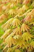 BROUGHTON GRANGE, OXFORDSHIRE: THE WOODLAND GARDEN, MAY, SPRING, PINK, SALMON, GREEN LEAVES, FOLIAGE OF MAPLES, ACER SHIRASAWANUM AUTUMN MOON, TREES, FULL MOON MAPLE