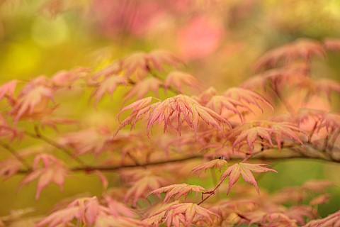 BROUGHTON_GRANGE_OXFORDSHIRE_THE_WOODLAND_GARDEN_MAY_SPRING_PINK_SALMON_GREEN_LEAVES_FOLIAGE_OF_MAPL