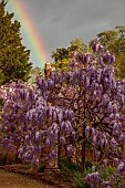 IFORD MANOR, WILTSHIRE: MAY, SPRING, PURPLE FLOWERS OF WISTERIA SINENSIS AND RAINBOW