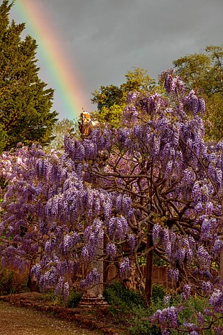 IFORD_MANOR_WILTSHIRE_MAY_SPRING_PURPLE_FLOWERS_OF_WISTERIA_SINENSIS_AND_RAINBOW