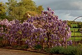 IFORD MANOR, WILTSHIRE: MAY, SPRING, PURPLE FLOWERS OF WISTERIA SINENSIS IN FRONT OF THE MANOR HOUSE