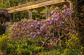 IFORD MANOR, WILTSHIRE: MAY, SPRING, ALLIUMS, EUPHORBIA AND PURPLE FLOWERS OF WISTERIA SINENSIS ON THE GREAT TERRACE