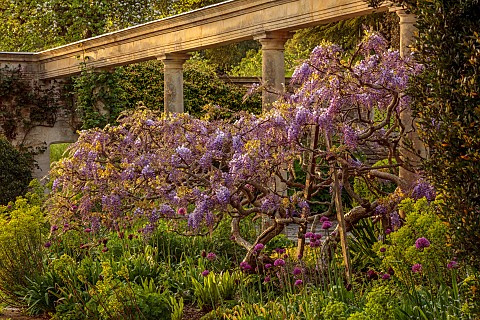IFORD_MANOR_WILTSHIRE_MAY_SPRING_ALLIUMS_EUPHORBIA_AND_PURPLE_FLOWERS_OF_WISTERIA_SINENSIS_ON_THE_GR