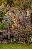 IFORD MANOR, WILTSHIRE: MAY, SPRING, PURPLE FLOWERS OF WISTERIA OVER ARCH AT THE WEST END OF TERRACE, LAWN