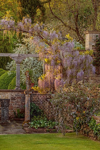 IFORD_MANOR_WILTSHIRE_MAY_SPRING_PURPLE_FLOWERS_OF_WISTERIA_OVER_ARCH_AT_THE_WEST_END_OF_TERRACE_LAW