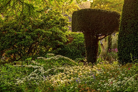 IFORD_MANOR_WILTSHIRE_MAY_SPRING_WOODLAND_VIBURNUM_WILD_GARLIC_CLIPPED_TOPIARY_YEW