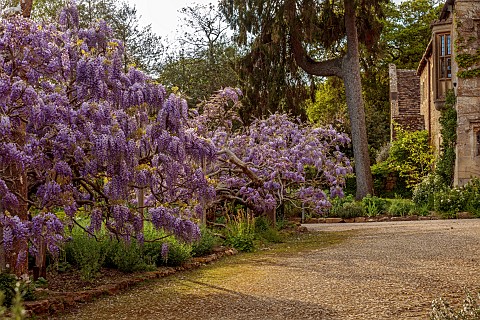 IFORD_MANOR_WILTSHIRE_MAY_SPRING_PURPLE_FLOWERS_OF_WISTERIA_SINENSIS_IN_COURTYARD_OUTSIDE_THE_FRONT_
