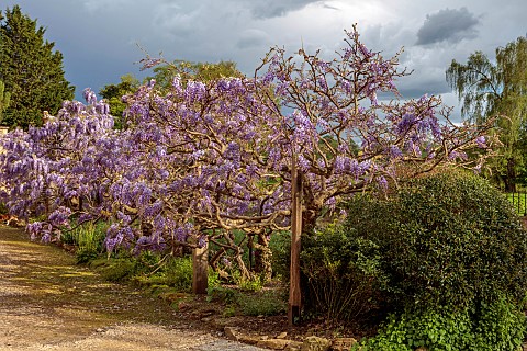 IFORD_MANOR_WILTSHIRE_MAY_SPRING_PURPLE_FLOWERS_OF_WISTERIA_SINENSIS_IN_COURTYARD_OUTSIDE_THE_FRONT_