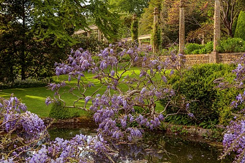IFORD_MANOR_WILTSHIRE_MAY_SPRING_PURPLE_FLOWERS_OF_WISTERIA_SINENSIS_AROUND_THE_LILY_POOL