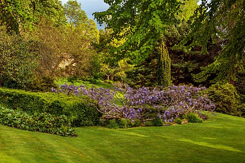 IFORD_MANOR_WILTSHIRE_MAY_SPRING_PURPLE_FLOWERS_OF_WISTERIA_SINENSIS_AROUND_THE_LILY_POOL