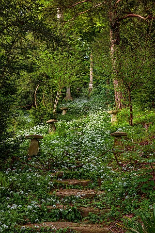 IFORD_MANOR_WILTSHIRE_MAY_SPRING_STEPS_COVERED_IN_RANSOMES_WILD_GARLIC_LEADING_TO_STONE_COLUMN_KING_