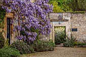 IFORD MANOR, WILTSHIRE: MAY, SPRING, PURPLE FLOWERS OF WISTERIA SINENSIS ON FRONT OF MANOR, GATE THROUGH WALL, CHOISYA AZTEC PEARL