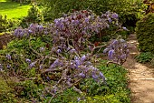 IFORD MANOR, WILTSHIRE: MAY, SPRING, PURPLE FLOWERS OF WISTERIA SINENSIS BESIDE WALL AND PATH