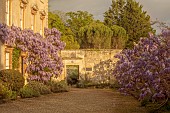 IFORD MANOR, WILTSHIRE: OLD STYLE PHOTOGRAPH, MAY, SPRING, PURPLE FLOWERS OF WISTERIA SINENSIS IN COURTYARD OUTSIDE THE FRONT OF THE MANOR HOUSE